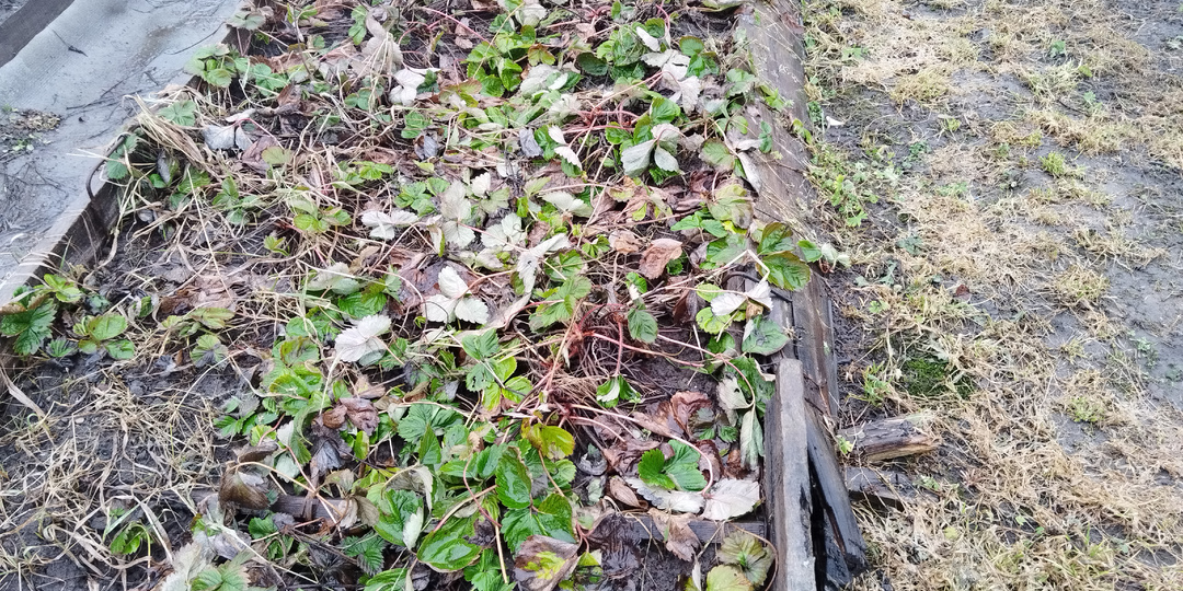 Что нужно сделать с клубникой весной.