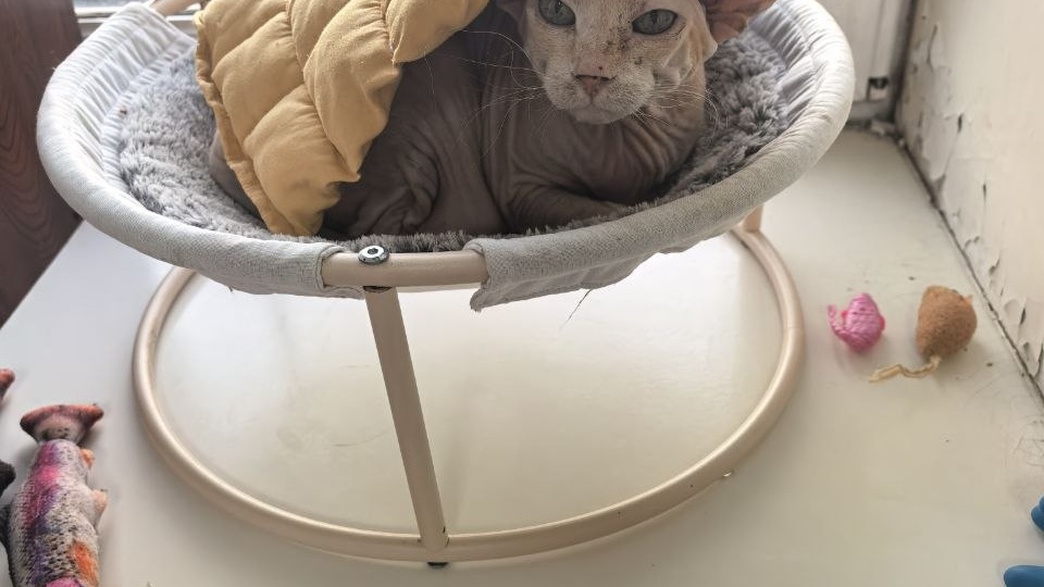 Дом, где всегда тепло: помогите построить приют для лысых кошек