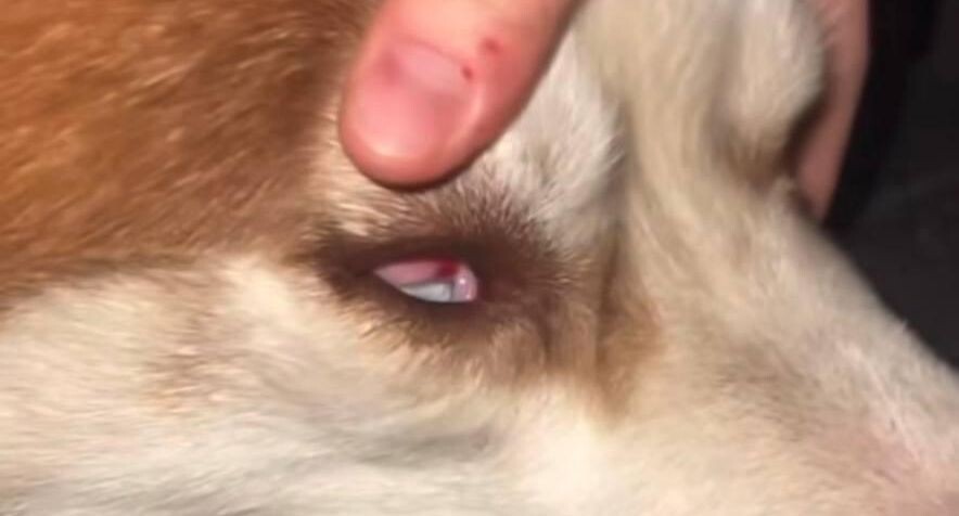 ЧМТ и перелом черепа: в Люберцах мужчина истязал хаски до потери сознания — видео