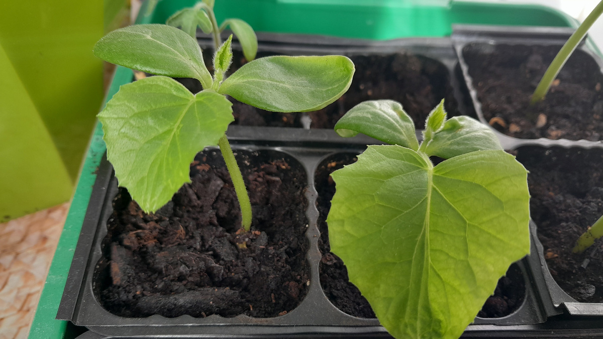 Рассада огурцов на 18 день