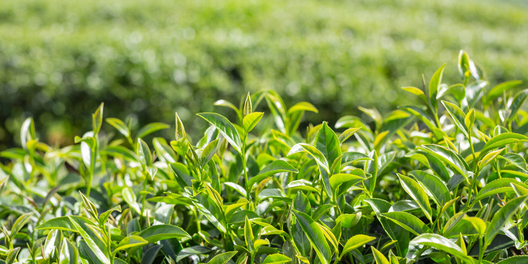 В Сочи могут увеличить площадь чайных плантаций почти в два раза