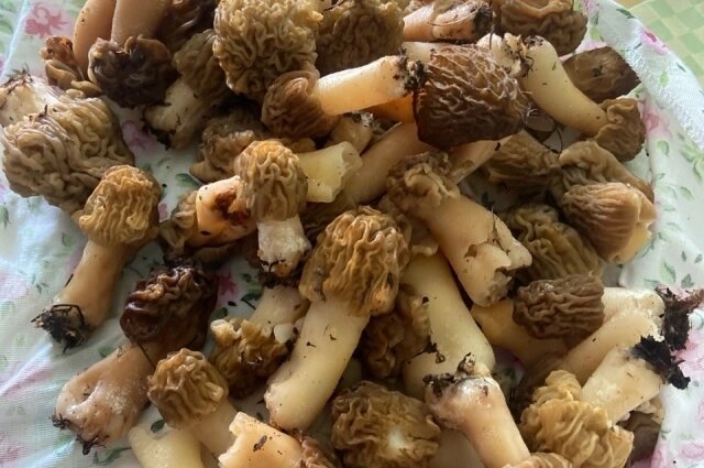    Для весенних грибов главное, чтобы сошёл снег с участков, где они растут Фото: Из личного архивa/ Сергей Заборских