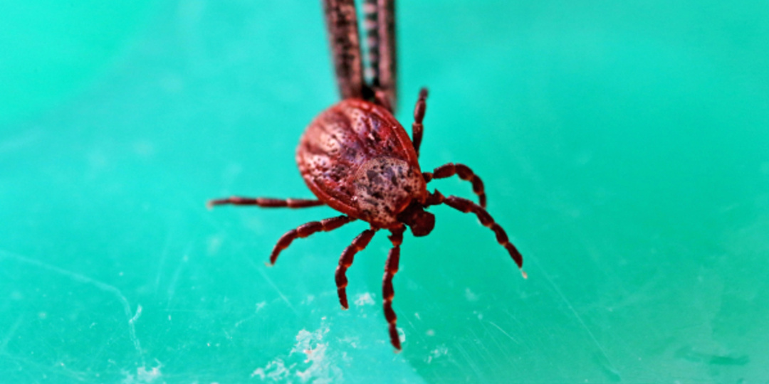 Россиянам объяснили, какие люди более привлекательны для клещей