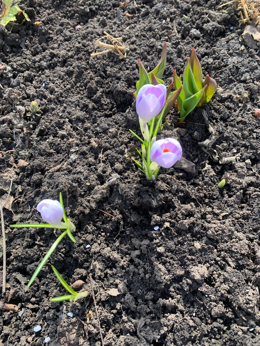 крокусы.