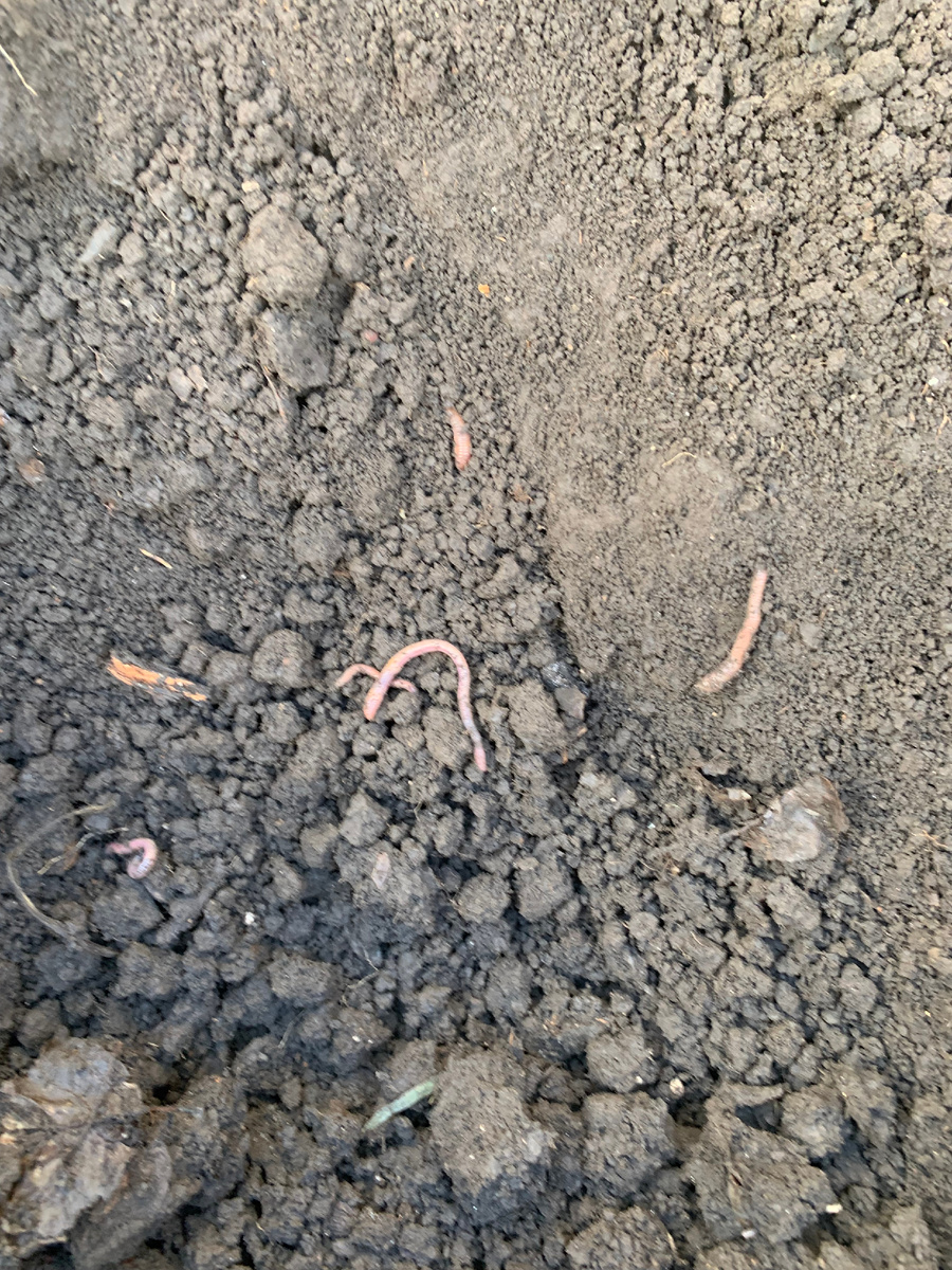 земля в лунке.