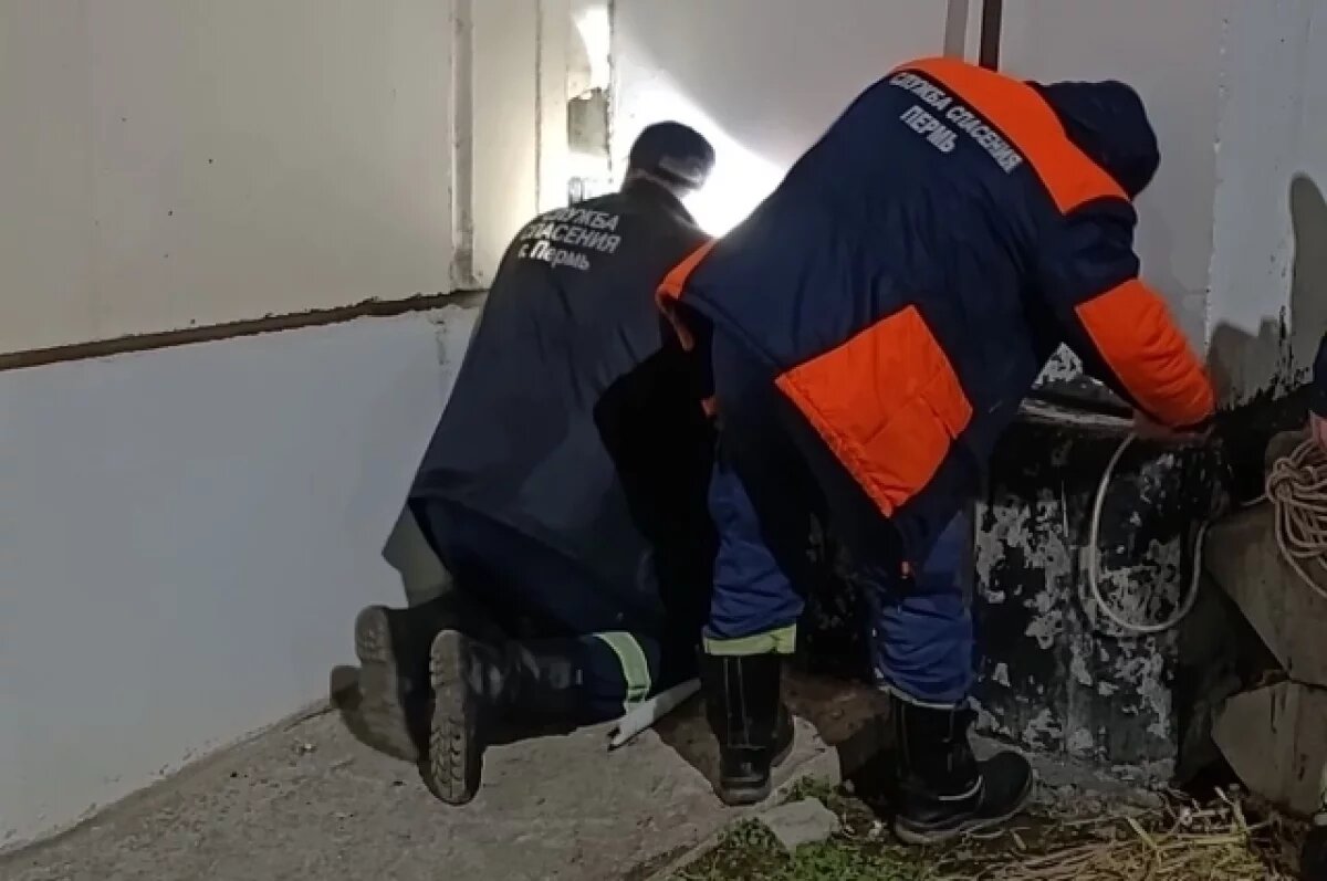    В Перми спасатели вызволили кота, застрявшего между стенами домов