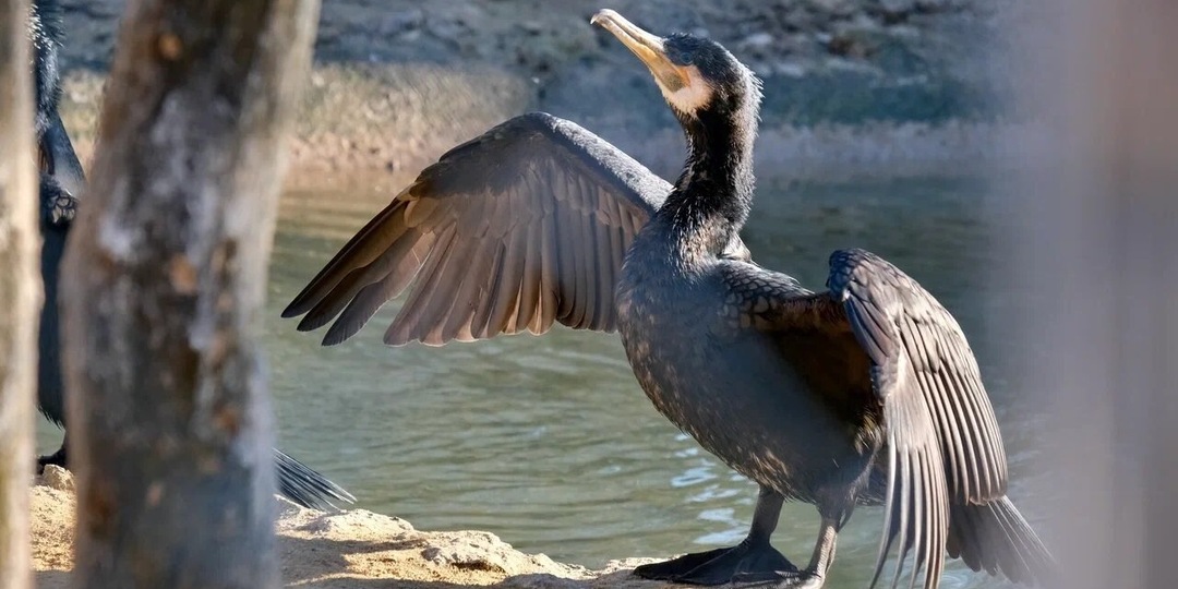 ВЕСНА ПРИХОДИТ В ЛЕНИНГРАДСКИЙ ЗООПАРК