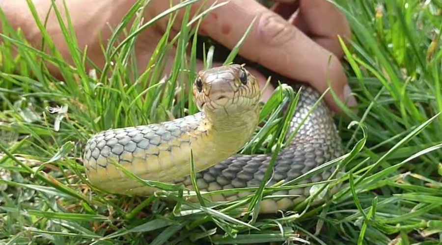 Желтобрюхий полоз – самая агрессивная змея России длиной до 2,5 метров