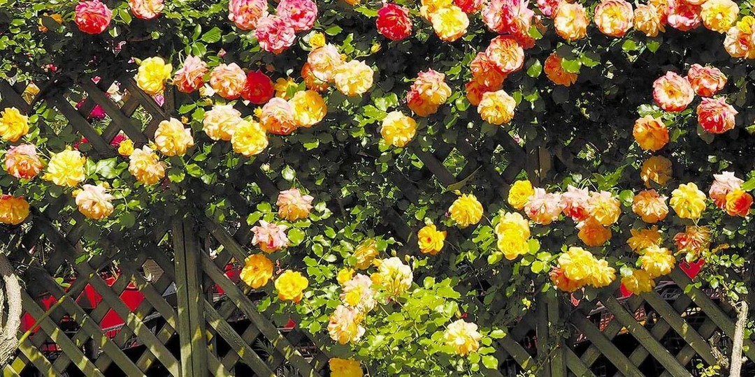 Как превратить скучный забор в райский сад: 15 растений для вертикального озеленения