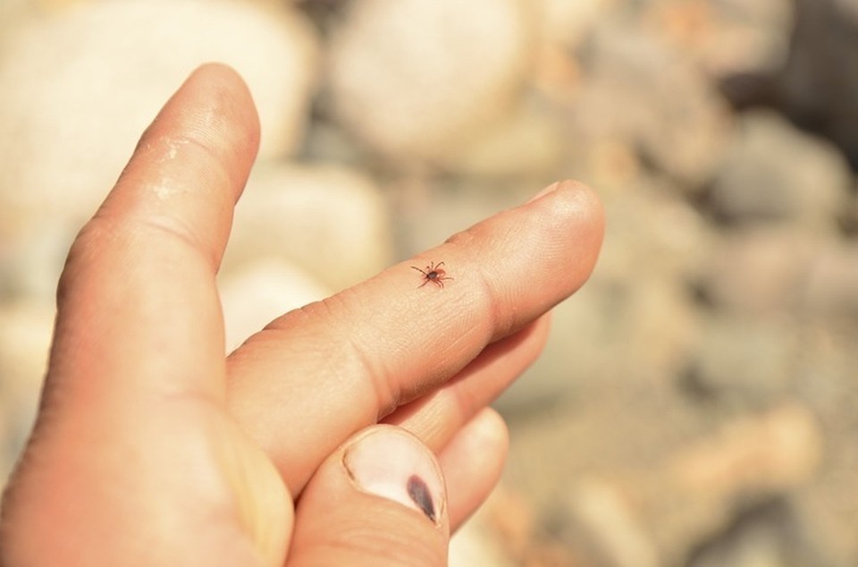    Клещ напился крови у жителя Югорска Данил БАРАШКОВ