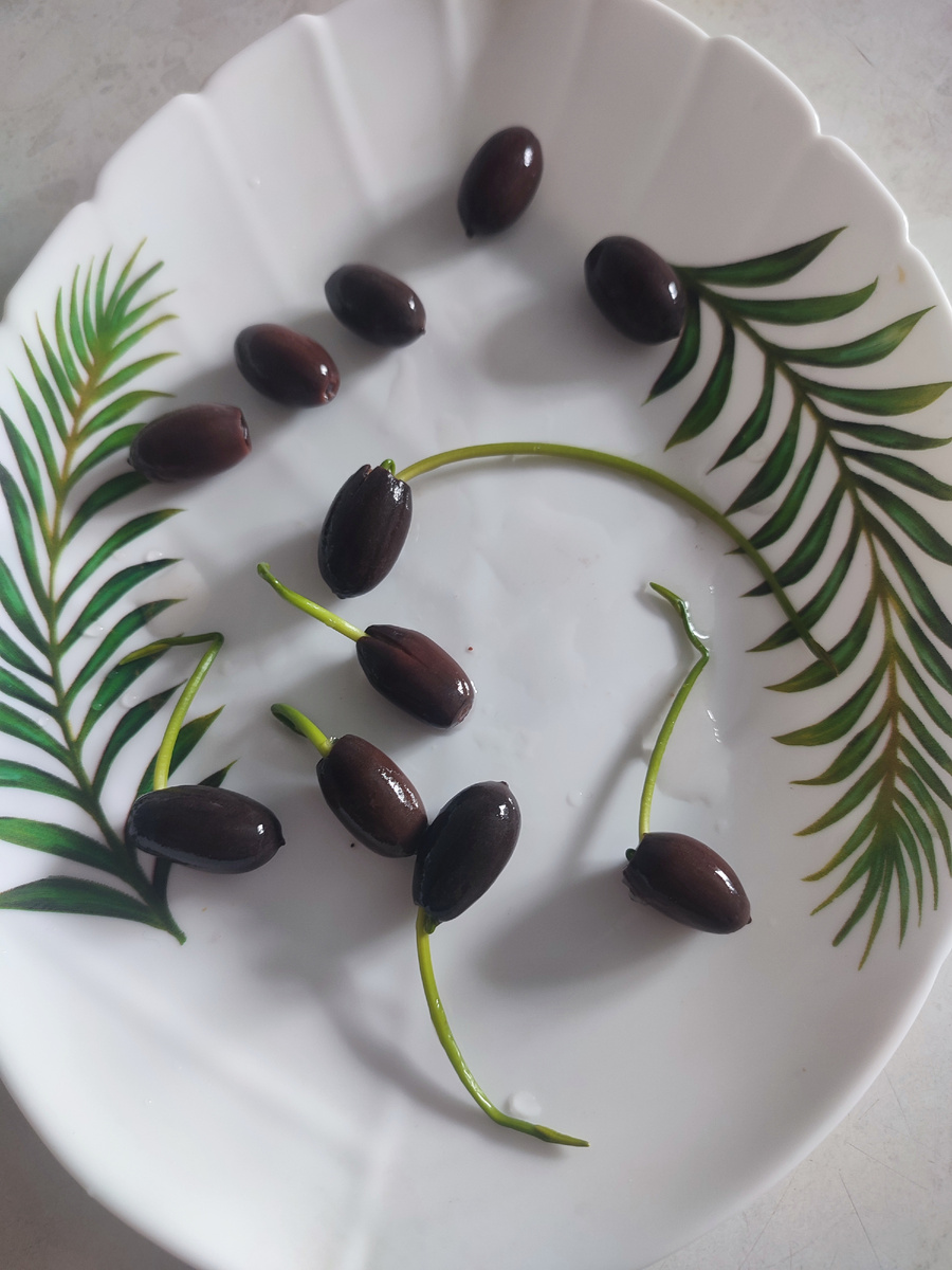 Лотос орехоносный. Всходы появились через 3 для 