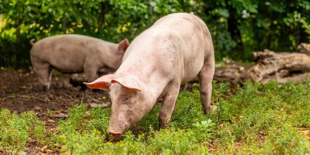 Глазные капли на основе спермы свиней могут лечь в основу лечения болезни Альцгеймера