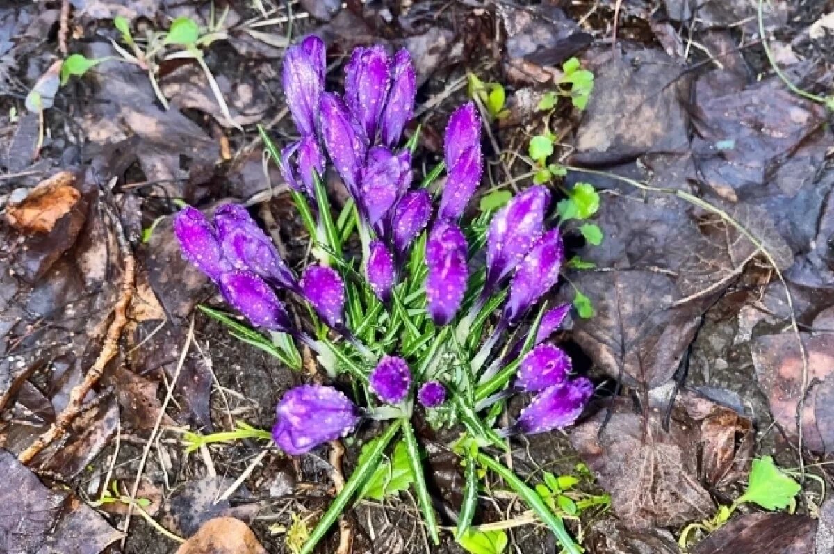    В Туле 4 апреля ожидается пятибалльная магнитная буря и небольшой дождь