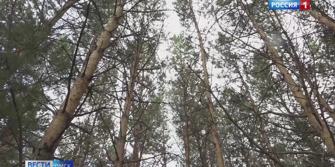 С 7 апреля в Омске вводят пожароопасный режим