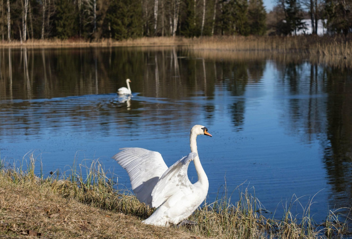 фото: пресс-служба музея-заповедника «Гатчина»