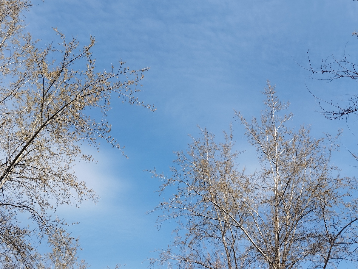 Апрель в Отрадном. ЗДЕСЬ и далее фото автора и(или) из личного архива автора, если не указано иначе.