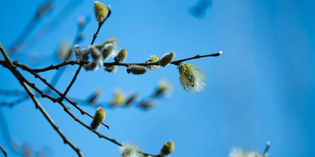 Вербное воскресенье 5 апреля 2026 — что нужно знать о празднике и когда богослужения