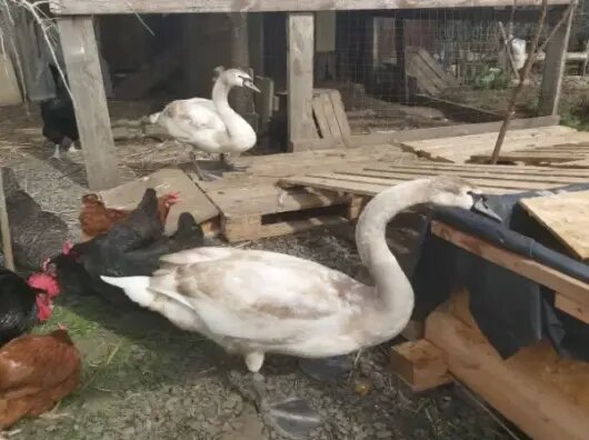 Батайчанка держит дома шесть лебедей и кормит их арбузами