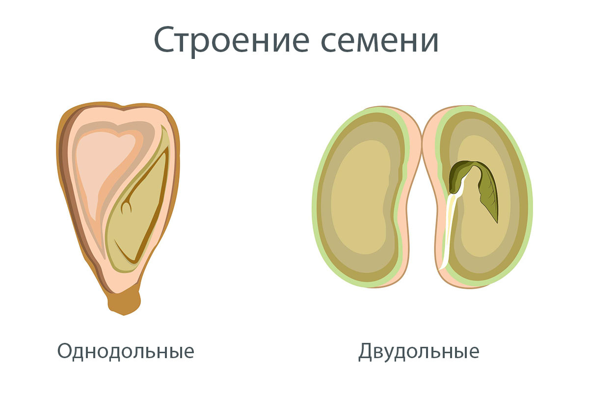 SANDIP NEOGI / Shutterstock / FOTODOM📷Зародыши однодольного и двудольного растения