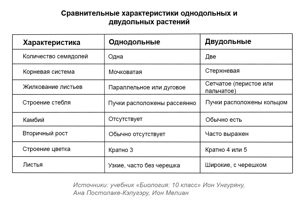 РБК Life📷Сравнительные характеристики однодольных и двудольных растений