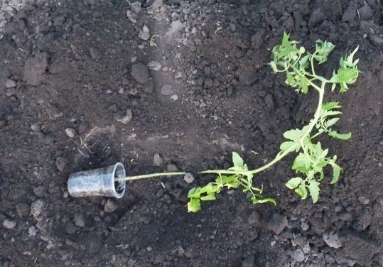 Рассада переросла и вятянулась, что делать?