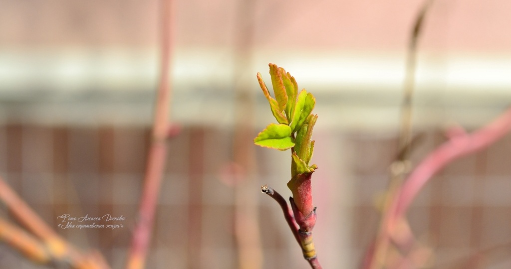 Я дежурный по апрелю...
