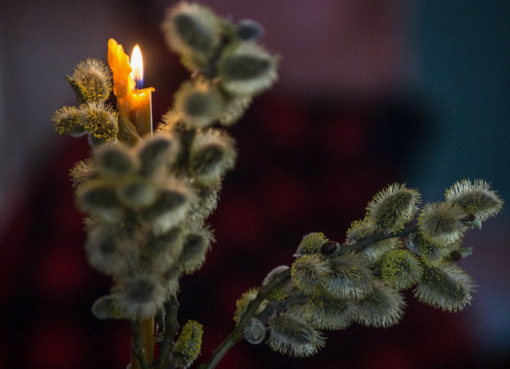 картинки Яндекс