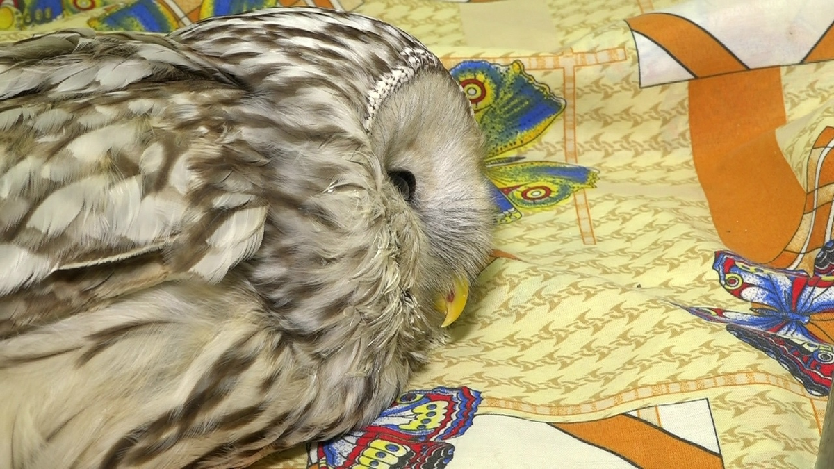 Уральская неясыть проходит лечение в Центре реабилитации животных "У Лукоморья"  