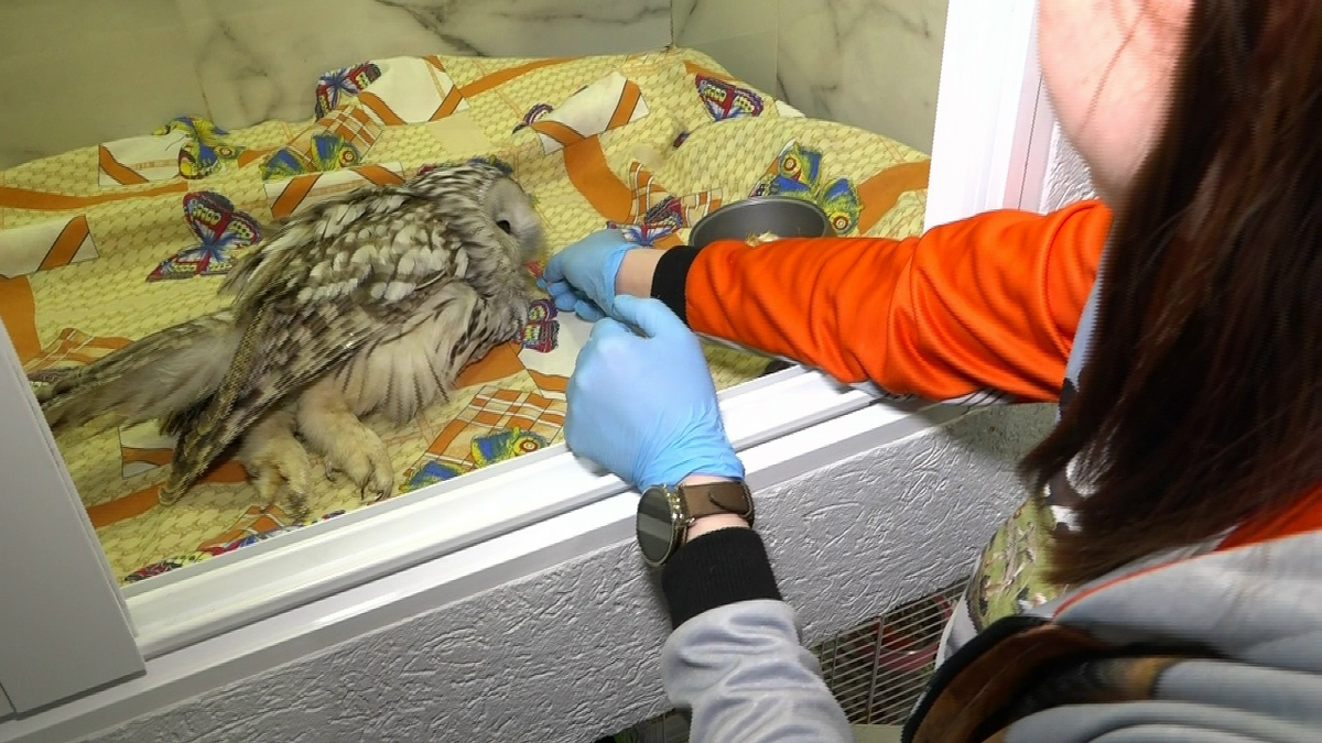 Ветеринарный врач Татьяна Усламина кормит пернатую пациентку 