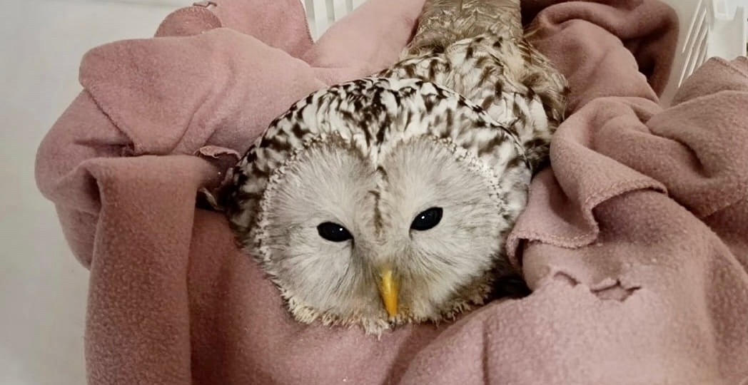 Совиные истории: как тюменцы спасают диких птиц