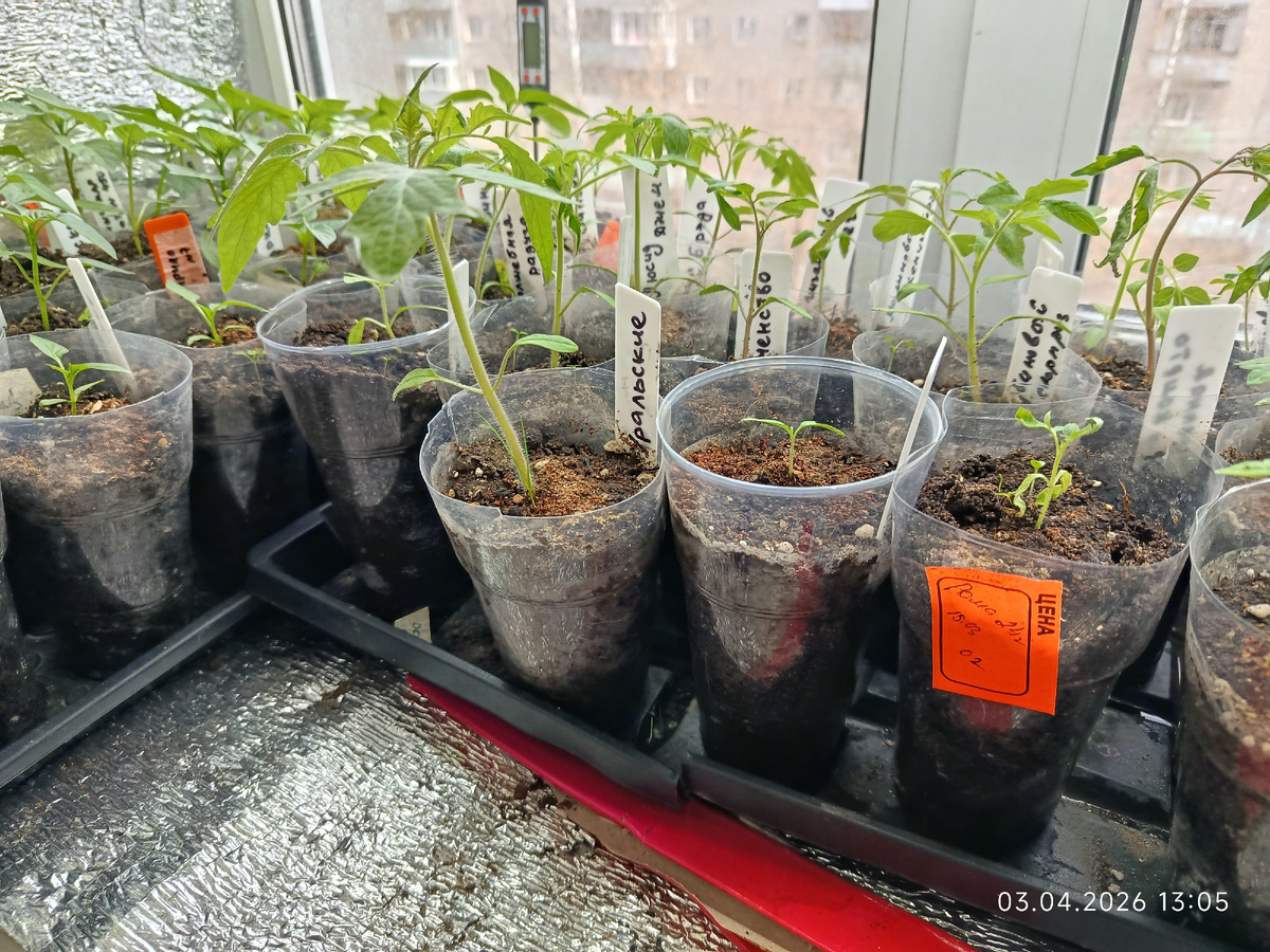 Рома гранде - крайний стакан справа. Нет, не совсем ещё всё. Помогла и ему и всей толпе