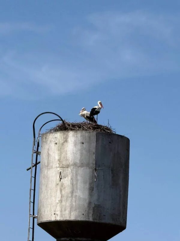     © фото - издание "Слово хлебороба"