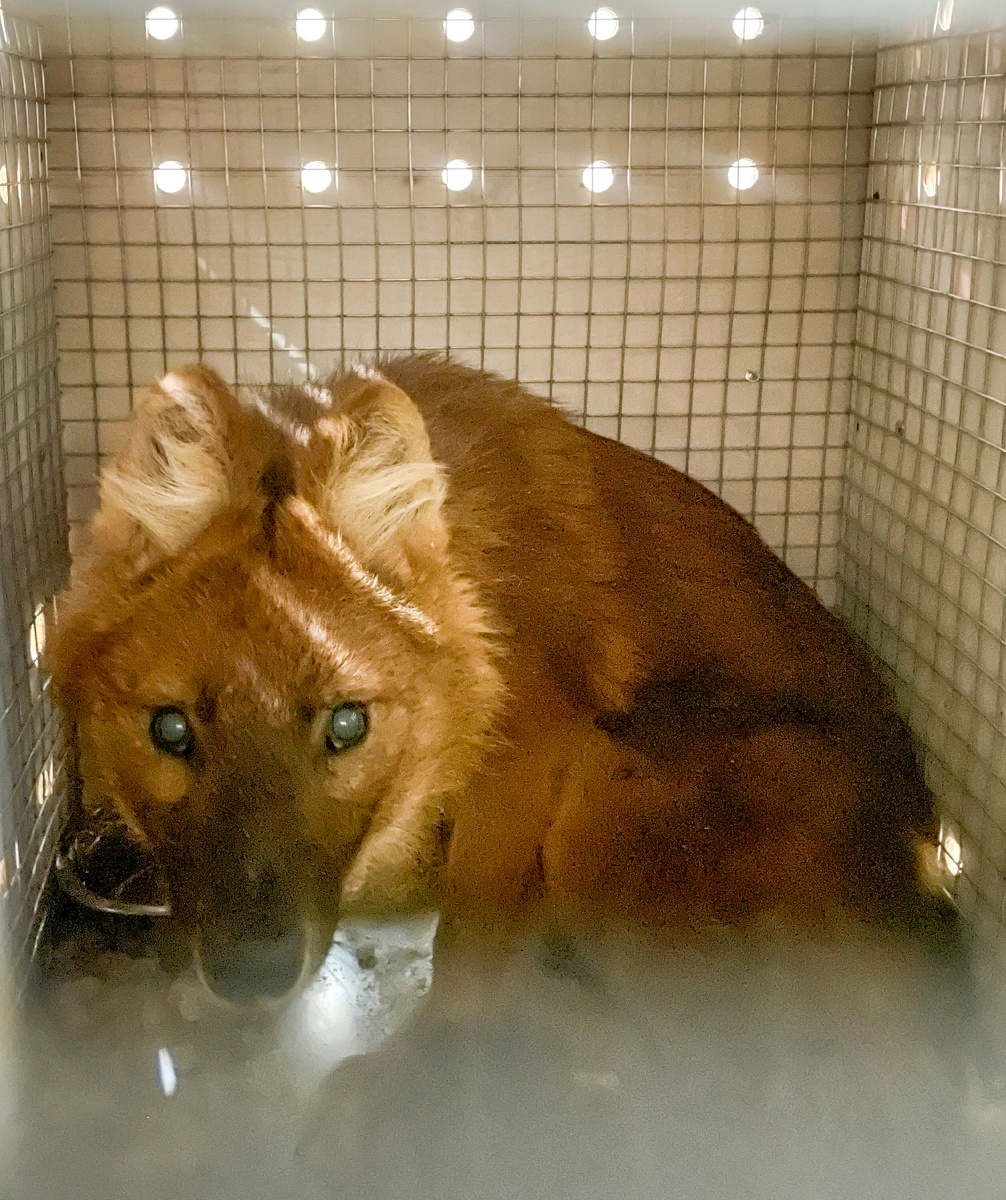 Красный волк на грузовом терминале "Москва Карго"