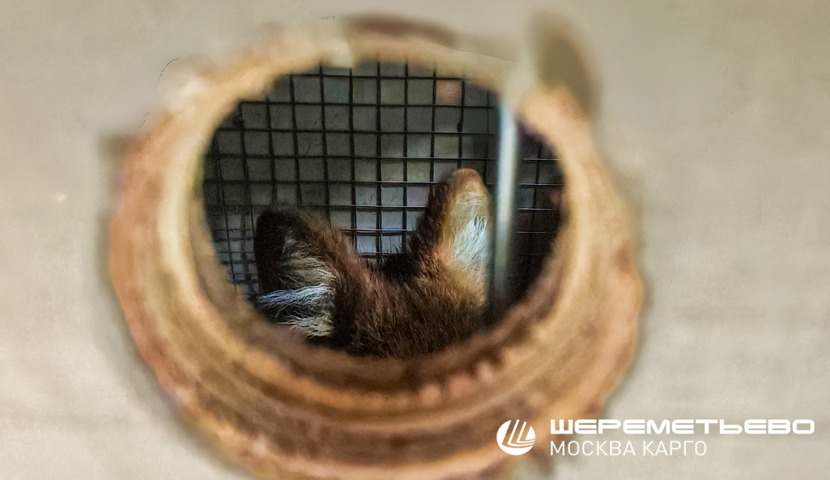 Красный волк на грузовом терминале "Москва Карго"