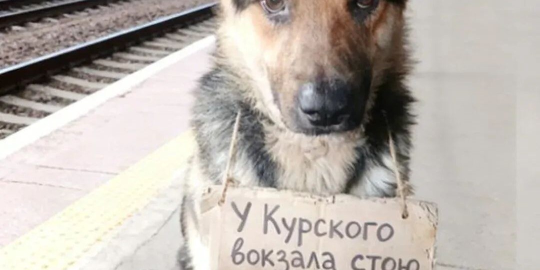 Как достучаться до всех помогите животным мы не вывозим помогите