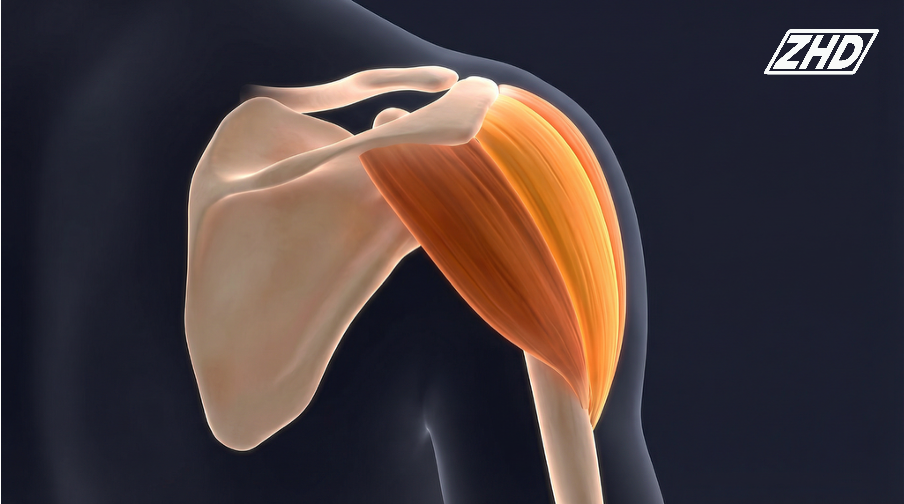 Дельтовидная мышца: полный разбор всех порций – от архитектуры волокон до упражнений