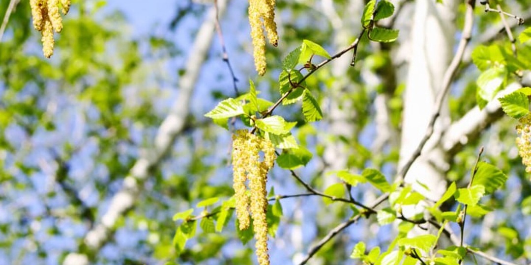 Поллиноз: аллергия на пыльцу