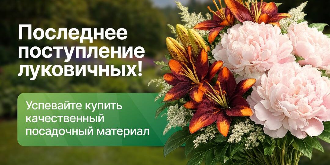 🌷 ПОСЛЕДНЕЕ ПОСТУПЛЕНИЕ ЛУКОВИЧНЫХ СО СКИДКОЙ 15