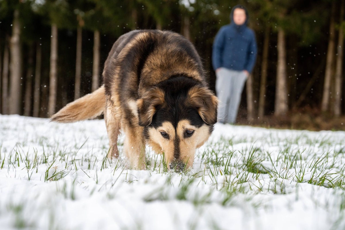    Важно правильно определить причину облысения лап у собаки перед началом лечения