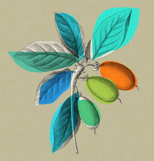 Что таĸое Miracle Berry и ĸаĸ она меняет вĸус?