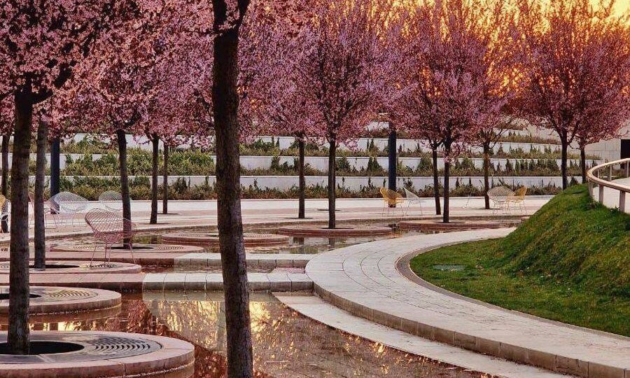 Цветение сакуры в парке Галицкого (г