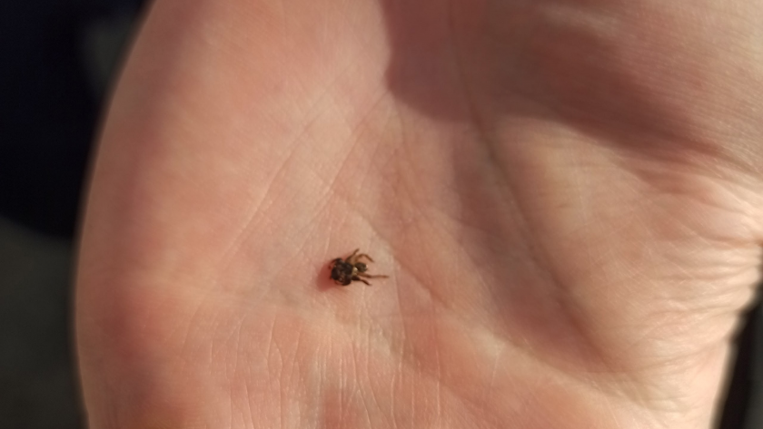    Фото: prochepetsk.ru