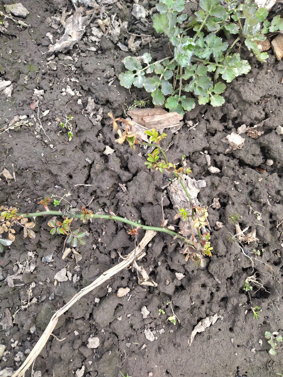 Фото автора "Показалась моя розочка"