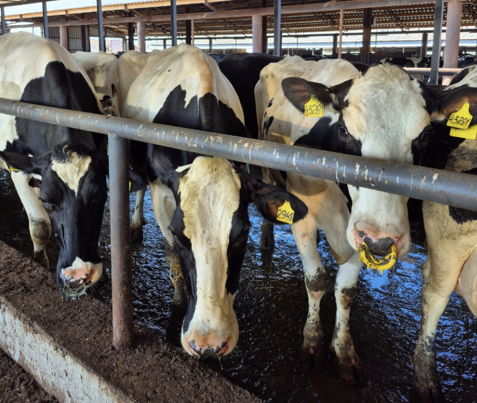 Коровы на ферме - в чем секрет хорошего воспроизводства.