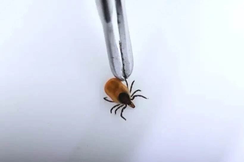     © РИА Новости. Павел Лисицын