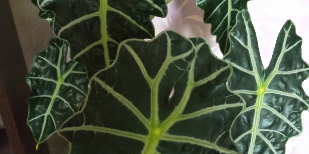 Ждала листочек, а получила цветочек.