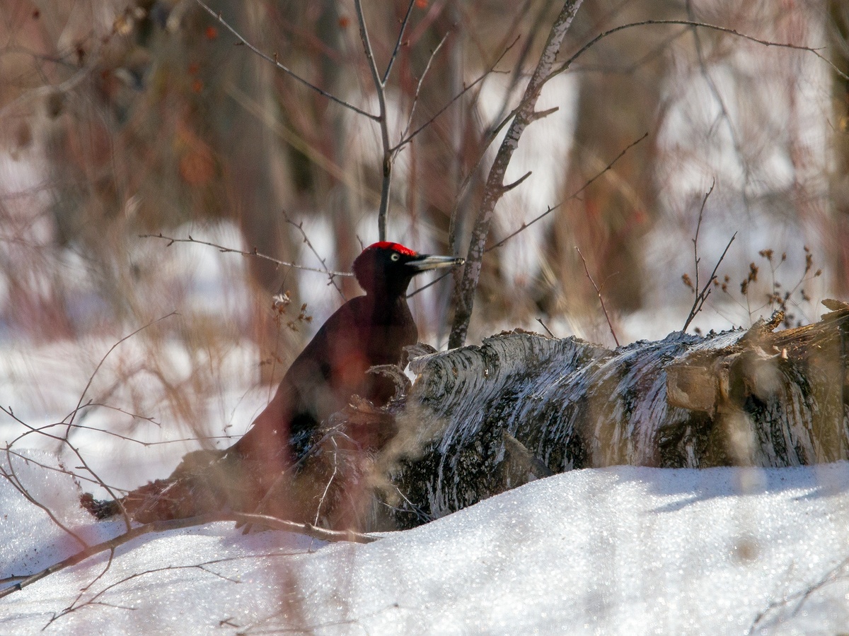 Желна или Чёрный дятел, самец. 31.03.2025 год.