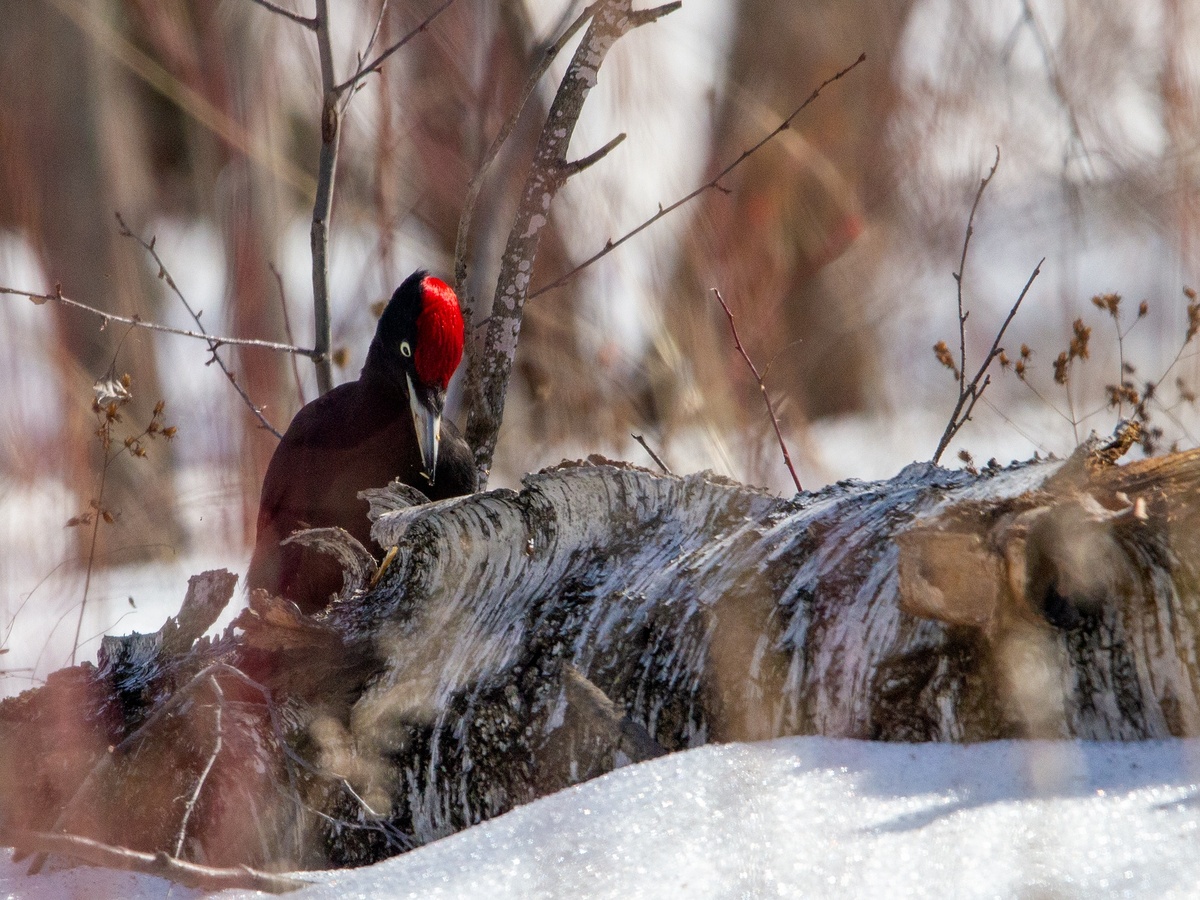 Желна или Чёрный дятел, самец. 31.03.2025 год.