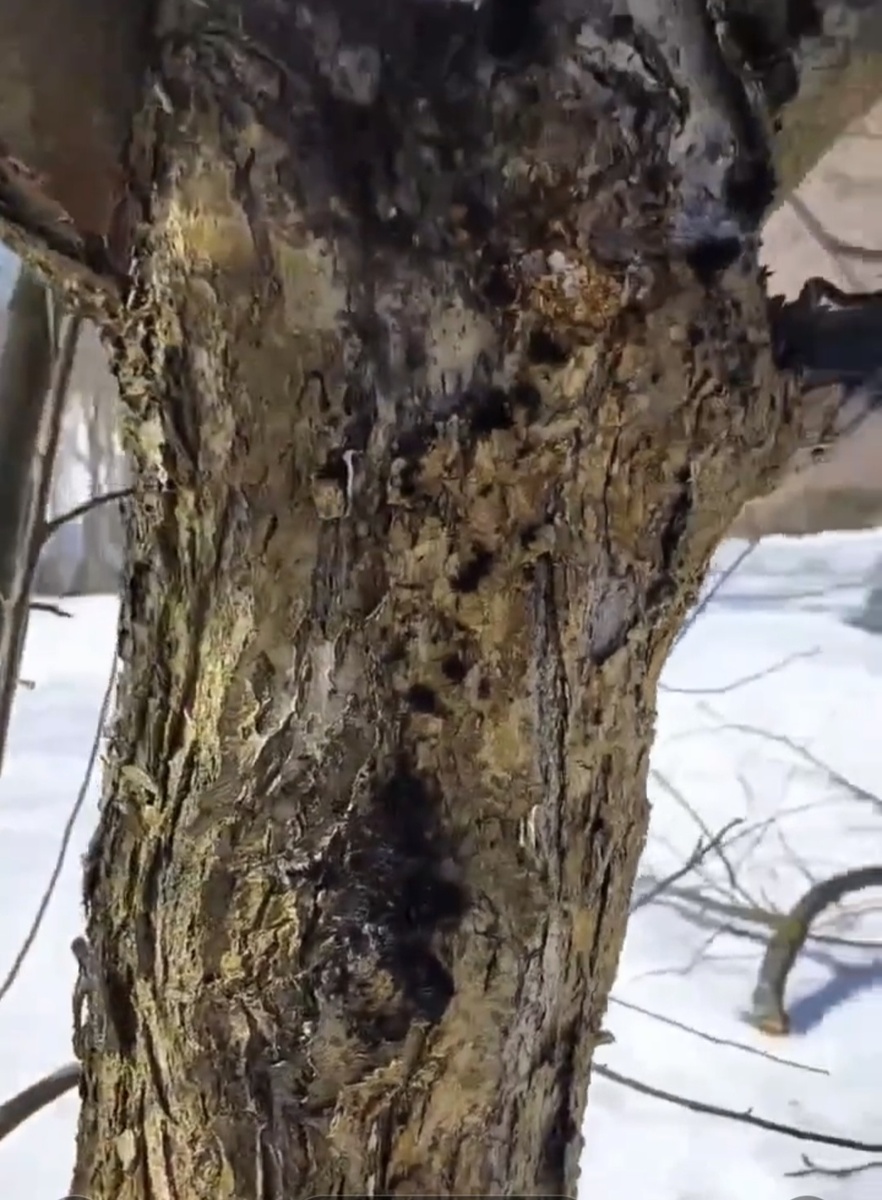 Это чёрный рак?