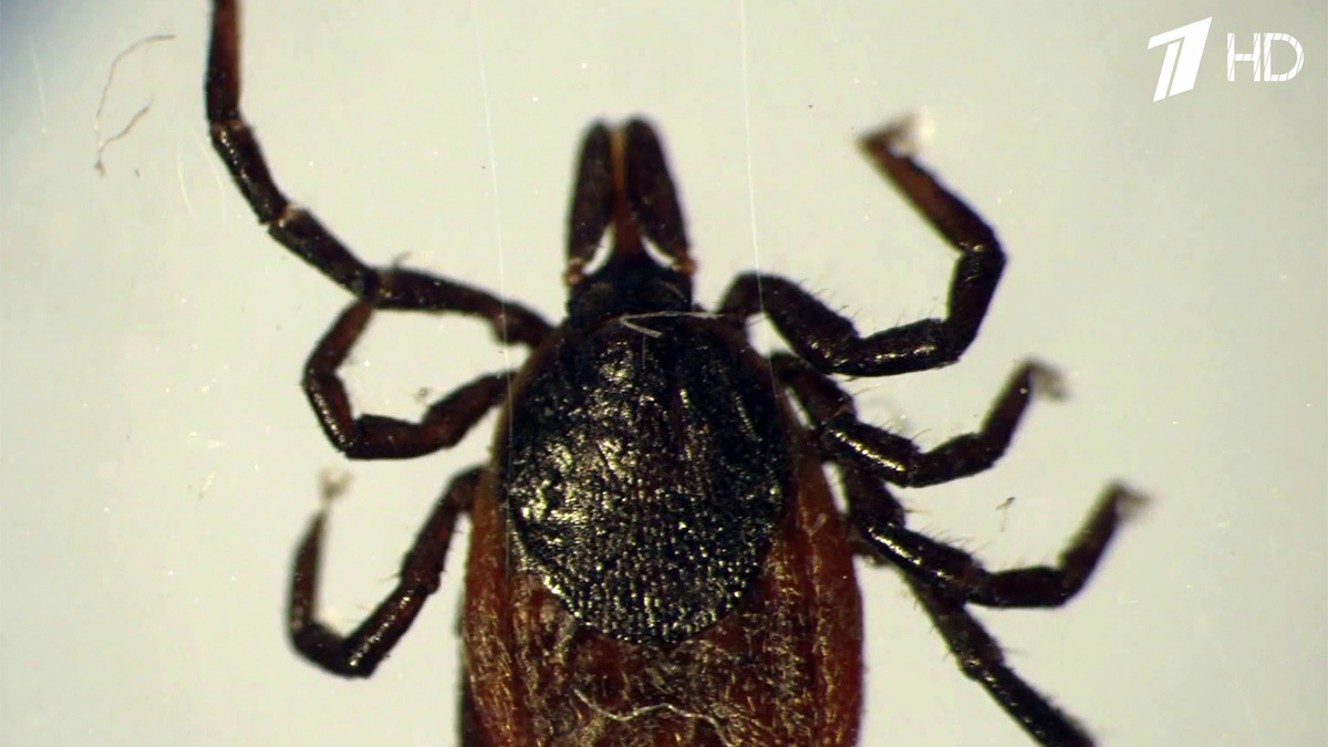    Первый канал